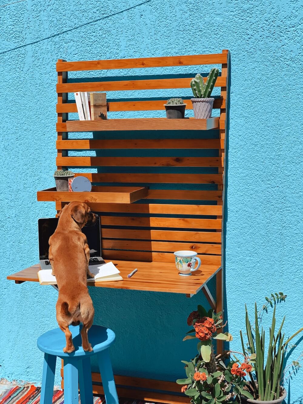 Billy desk setup in front of a bright blue wall